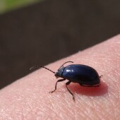 beef66d265c28fd88adb392355ec00da