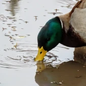 c0ffd89d695cce15acac50ca94421cd2