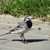 c1a449968174400662d7c916f207eaeb