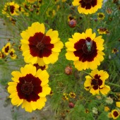 c33e5a84af44b029920d628bb2577b61