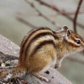 c39364f9a10db53a23c474c692baf002