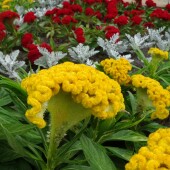 d448ae028e437ab197a34cf1c1aa7a95