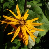 e6bafd042a1559e61450fd7b24fcd60b