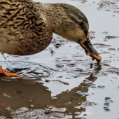 edd27ebfc7d3f8ab181faeacb1624aa7