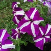 f8a4ebdaea85f7664336f4d161d8be35