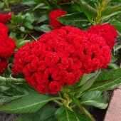 f94a455cf774f73f705ab134ae1a3b68