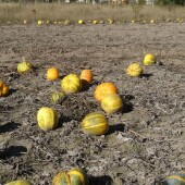 ffb03ef1940e5007b3a9bb86d02842a3