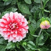 0b01072ca5cb22f44c4f6878c55a60f8