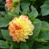 0dae920aac3e380ab85b570a0d1bd0f2