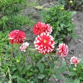 11ba8541a6343c222d9cbbfcb6231018