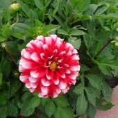 13b6f8f45a18e3ba84bf9557fe54fe58