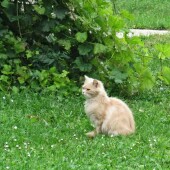 1852f27ee354a16928cfbe459380bc4f