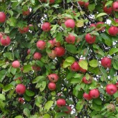 1e5a3a98508529d98028f16b32f04115