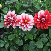 224d7e3e6767ac1f7ddcd244593e9057