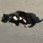 272adf59ebf94220f9ffaccee414a52b