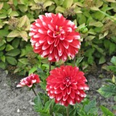 287acf35fabb50f6e4760e5aac016781