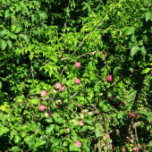 3948b6b2fc38709e3c4f7d06621dab5d