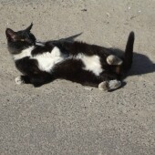 413d8edc35ef206a79332a0809923554