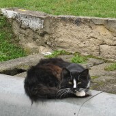 4b5edb0025f84e7a598d5fea62af1fa0