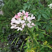 5ab3807549287054df7f5f3aae2a9bbc