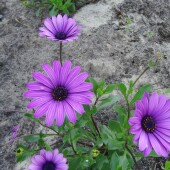 5eddba0f83563f5ce2a9dea7cfb9b826