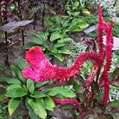 619c60bedf7c4a4cda8126ad9e731c34