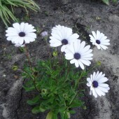 6be257f67fe9a2f3f589da49cab7c4b9