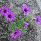 714e21b50c0d5d2b7fa98a283e2046c8