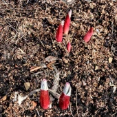 74bcd5ba166a689f33fd59c3fc33c368