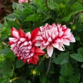 7f45b3f3ba3ca19b7065914c6e8b1aae