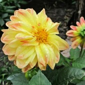 81e133e9fa61b58b12d6f25d9832ce4d