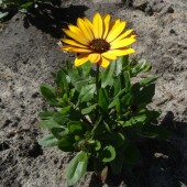 a5ed37ab3cb74c88af5b22aef1a13470