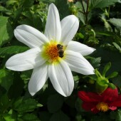 a7df390adc4f97d978baabc97b25927c