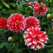 abba4ca9fe2f5ae3de99646b7e0b30a3