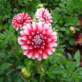 b351f37e560fbc2722071ca1724d42a4