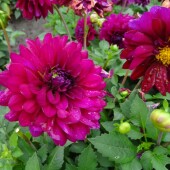 b413e35fd79a4e4a76236693fc6ddad5