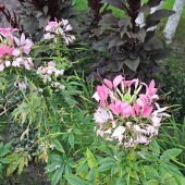 b53a326cff11723efb6acb1237447261