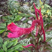 bbb49ebee0853face1aa83dab301426b