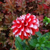 bc3f47666d9003f9d6951695a1e1d14c