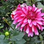 bd48cc222aacc3b0de6d764d46e8125d