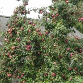 bdf83f3e0f830d29bb4787237927df42