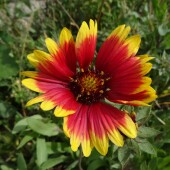 be82c2a80c008a392c0eb8c7635b5179