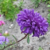 ccfbf93cf3bf961a7115f8c503d3919e