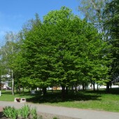 d228020a95e814f43b1d467b6ffd99e2