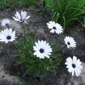 d5c8e5377ff9a092e370ffeb2cf8e478