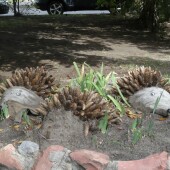 dfe41f81cf1ddd398899386d7d62655c