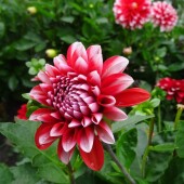 e44ebed9952047e08c079f44de9fc259