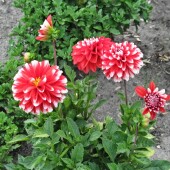 e745ad2f59608defc5691ce06dd1ac19