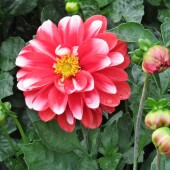 efcb20179b54372cc91c870c7668c9be