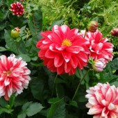 f335185290179defcb8a23cd20a6a57c